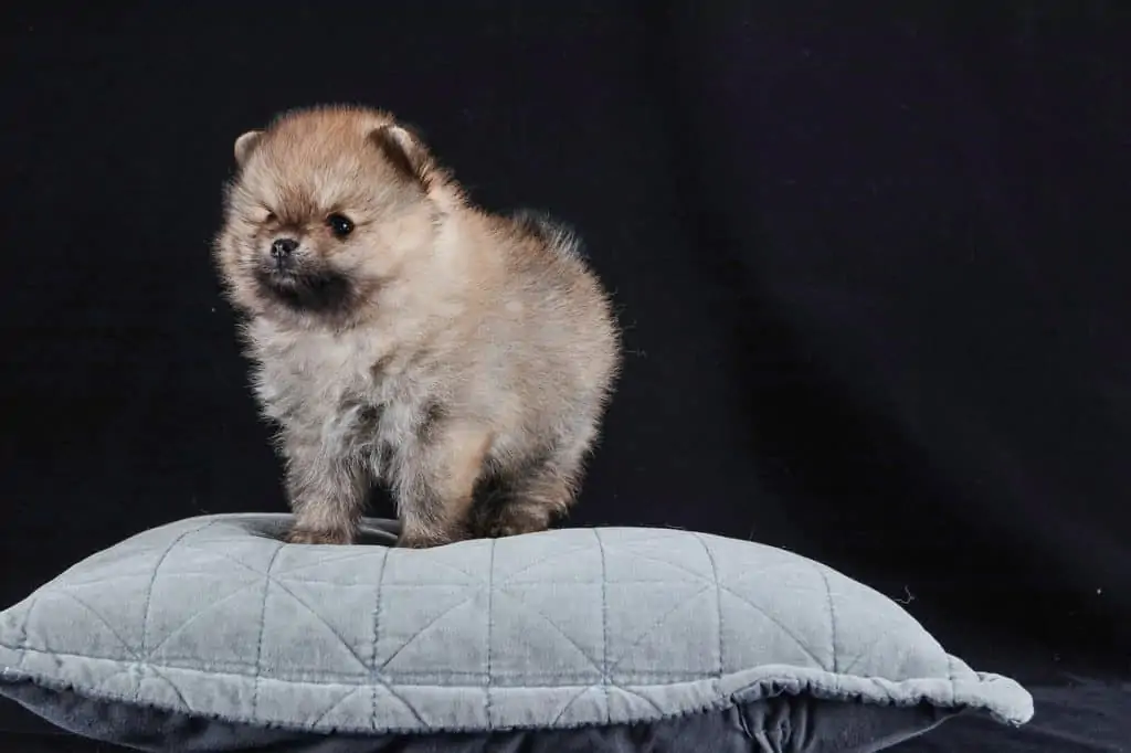 Pic 3 a brown Pomeranian