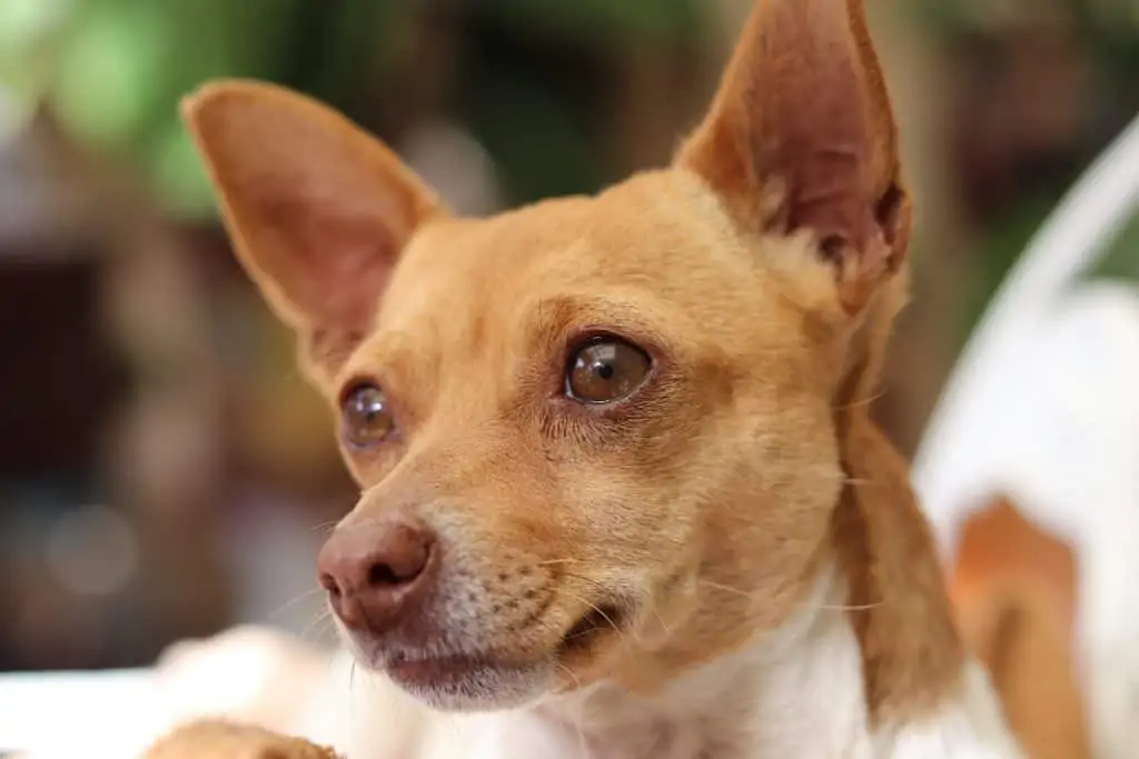 Large deer head store chihuahua