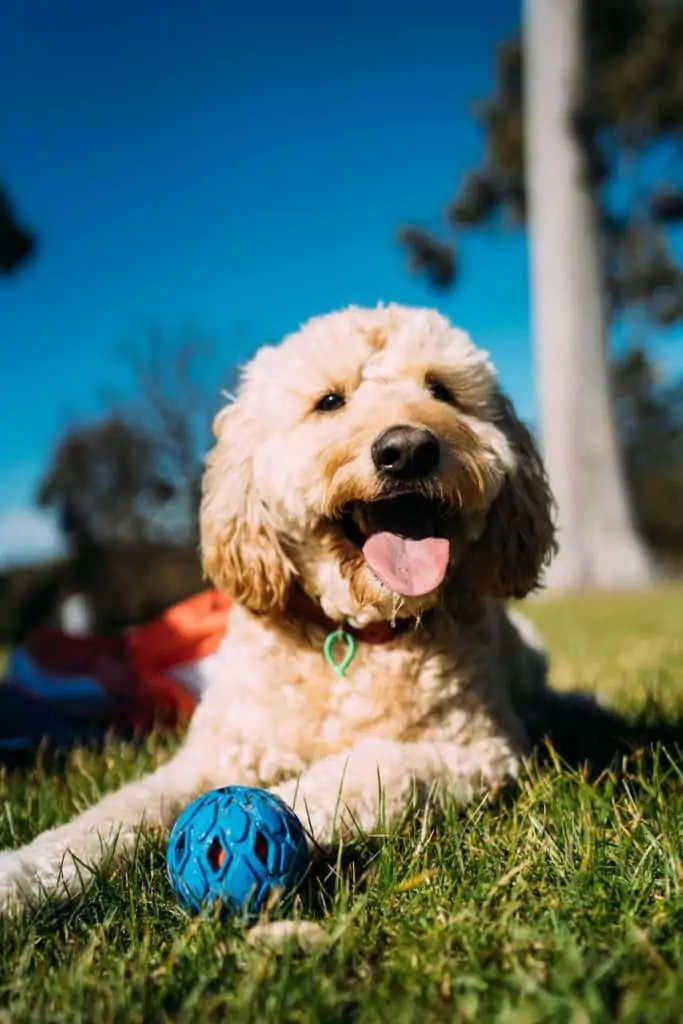 Pic 3 a happy mini goldendoodle outside