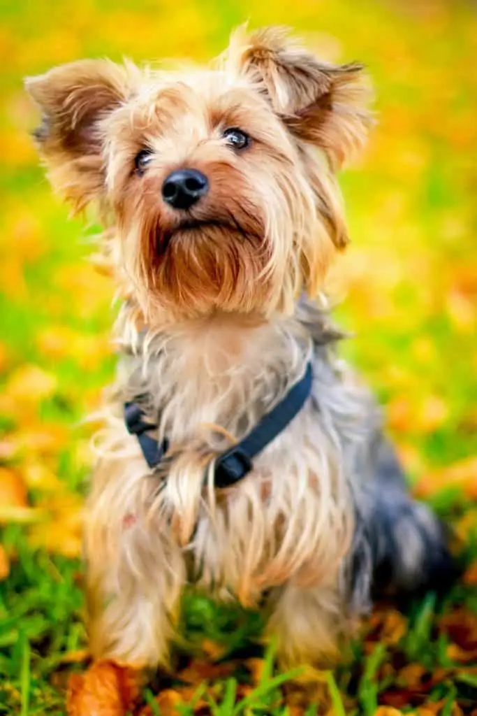 Pic 3 a purebred Yorkie