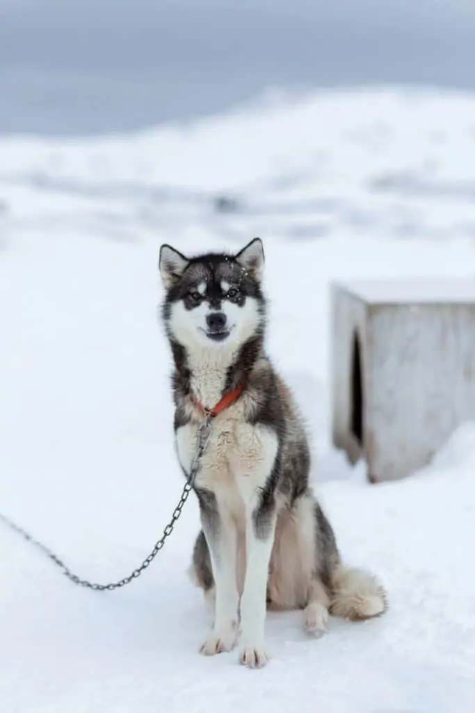 Pic 3 an Alaskan Husky in the snow