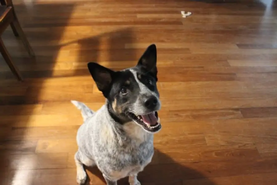 Pic 4 a blue heeler smiling up at the camera