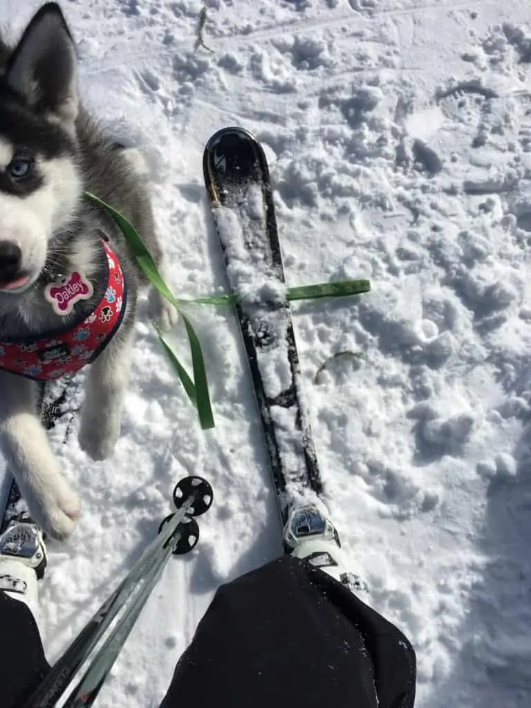 Pic 4 a mini husky in snow with their owner