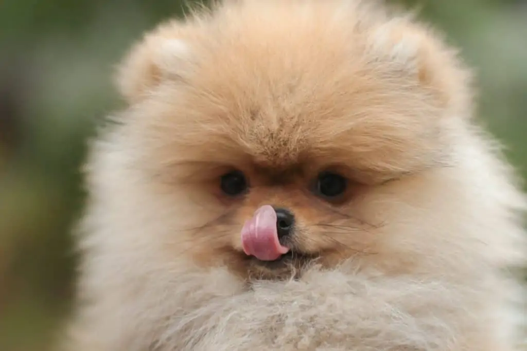 Pic 4 a tan pomeranian licking her nose