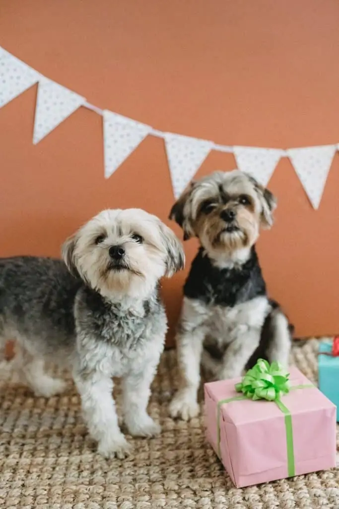 Pic 4 two morkies with presents