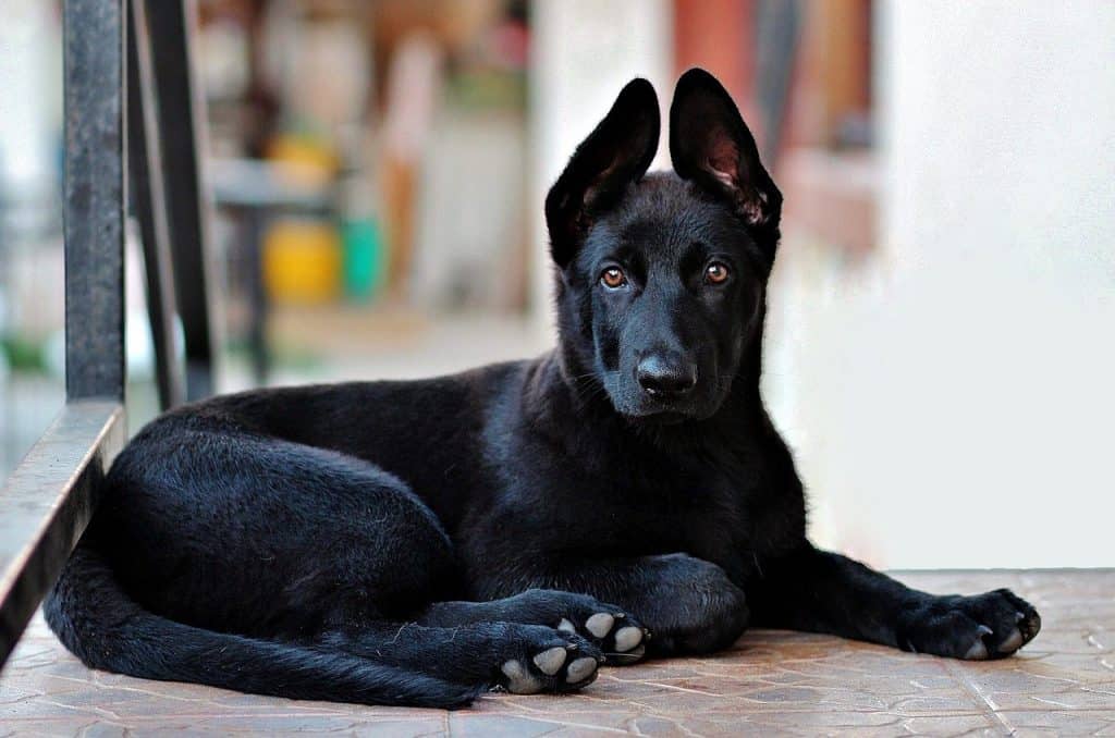 11 Fascinating Facts About The Black German Shepherd Your Dog Advisor 11 Fascinating Facts About The Black German Shepherd Your Dog Advisor