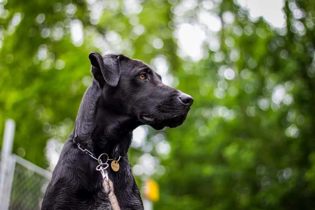 5 a canis panther with natural ears