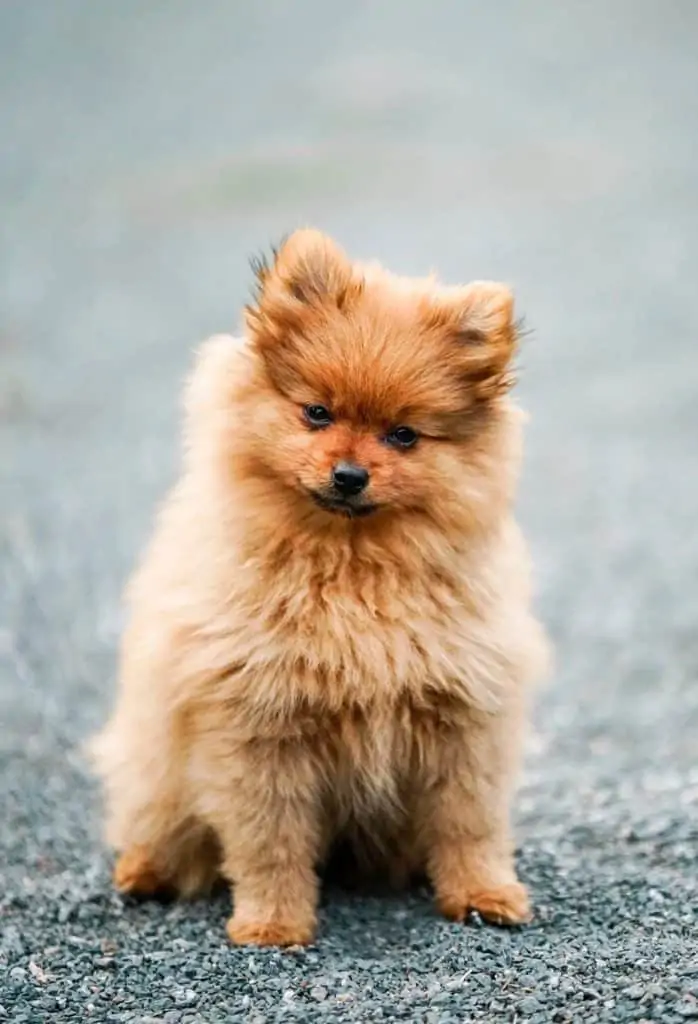 Teacup Pomeranian Breed Information: 13 Things to Know - Your Dog Advisor