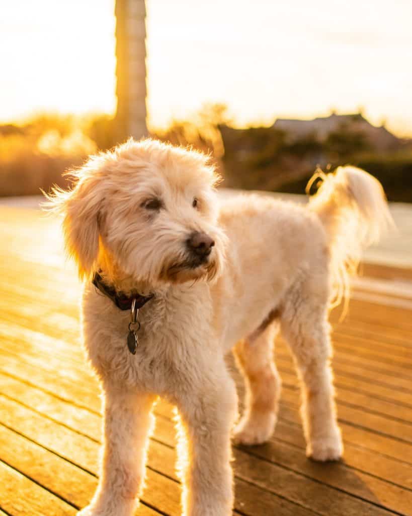 white mini golden doodle