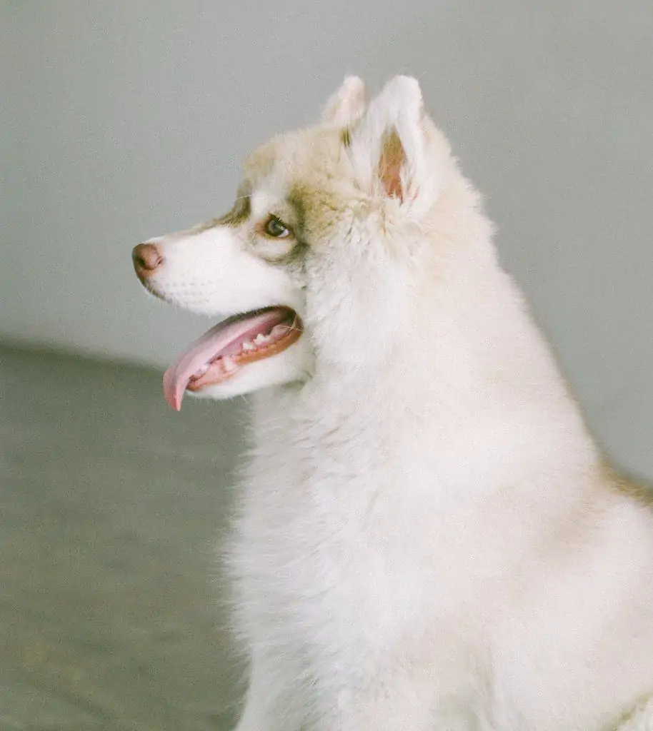 Pic 5 a white mini husky