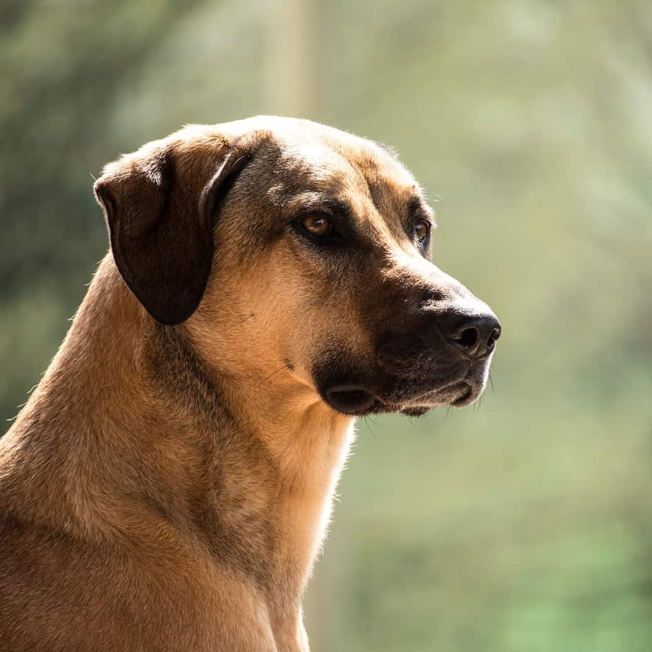 The Kangal Shepherd - Your Ultimate Breed Information Guide | Your Dog ...