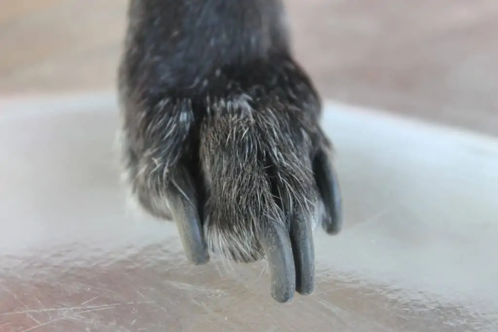 6 a black paw with long nails