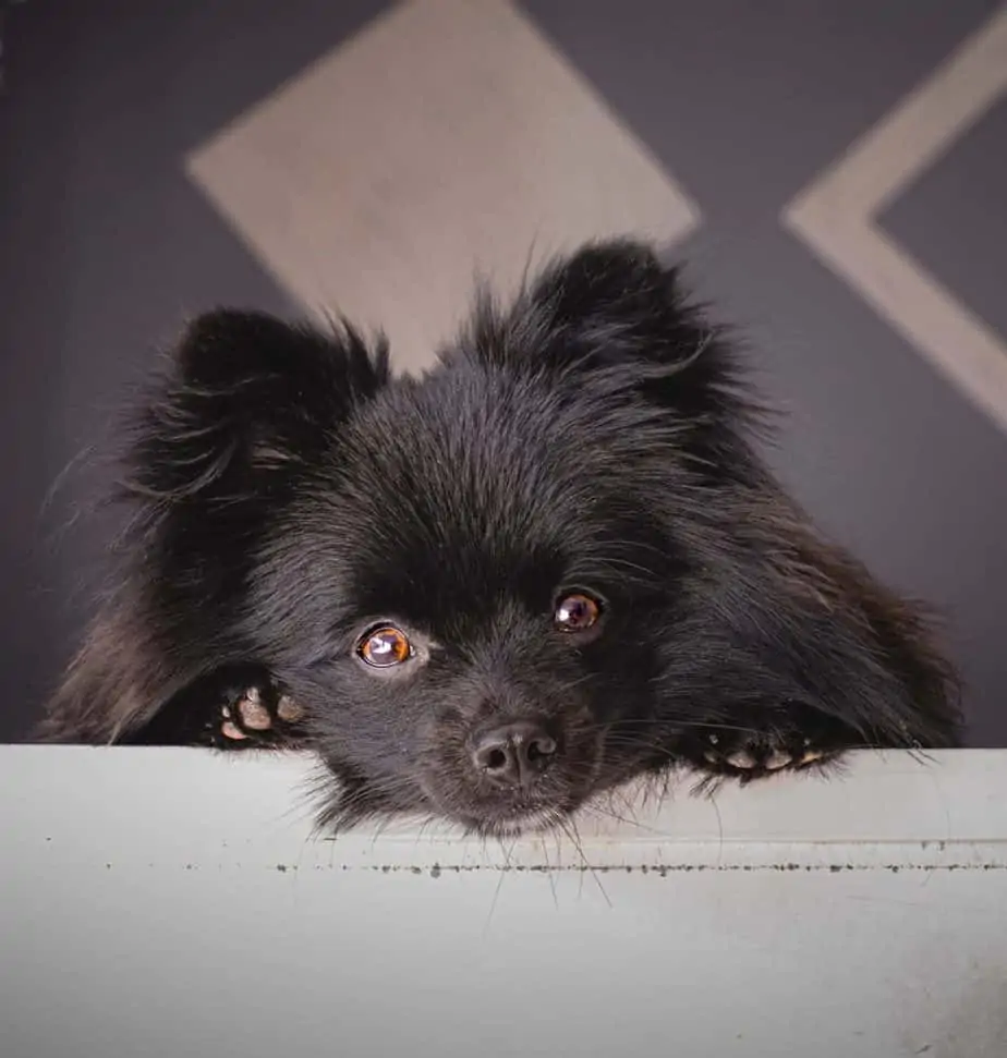 Pomeranian sale black teacup