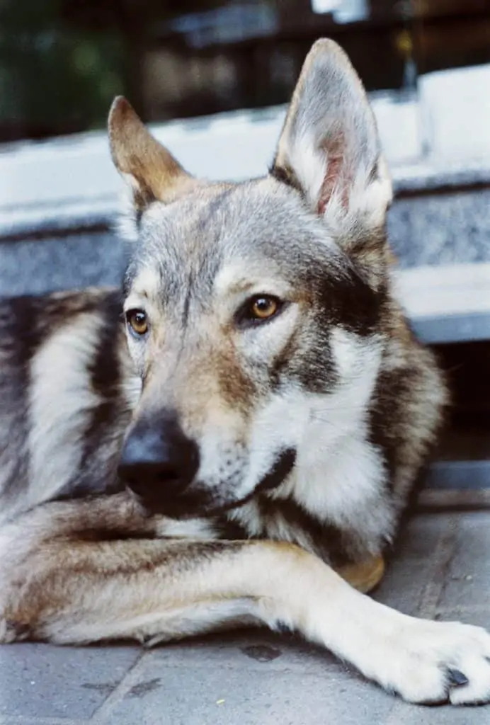 Pic 6 a brown Alaskan Husky