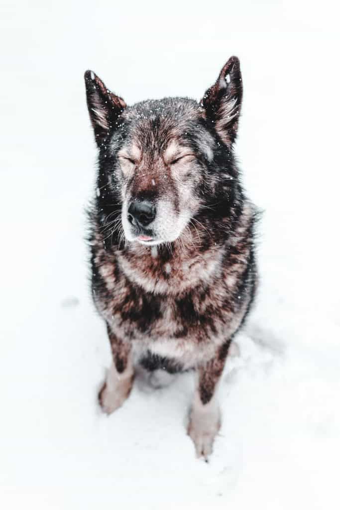 Pic 6 an Alsatian in the snow