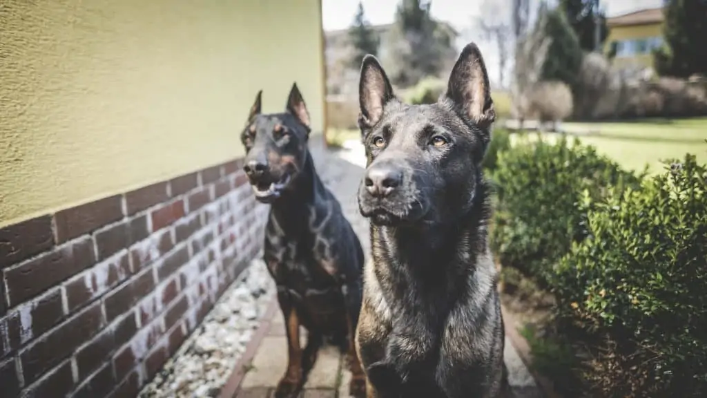 7 a Canis Panther next to a Doberman