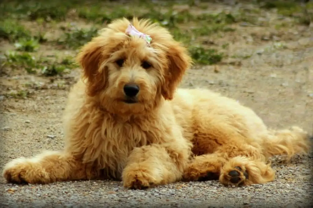 Pic 7 a Mini goldendoodle with a bow