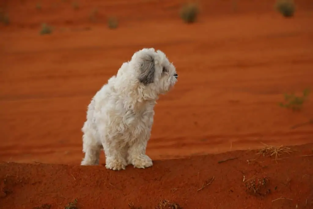 Pic 7 a morkie on red sand