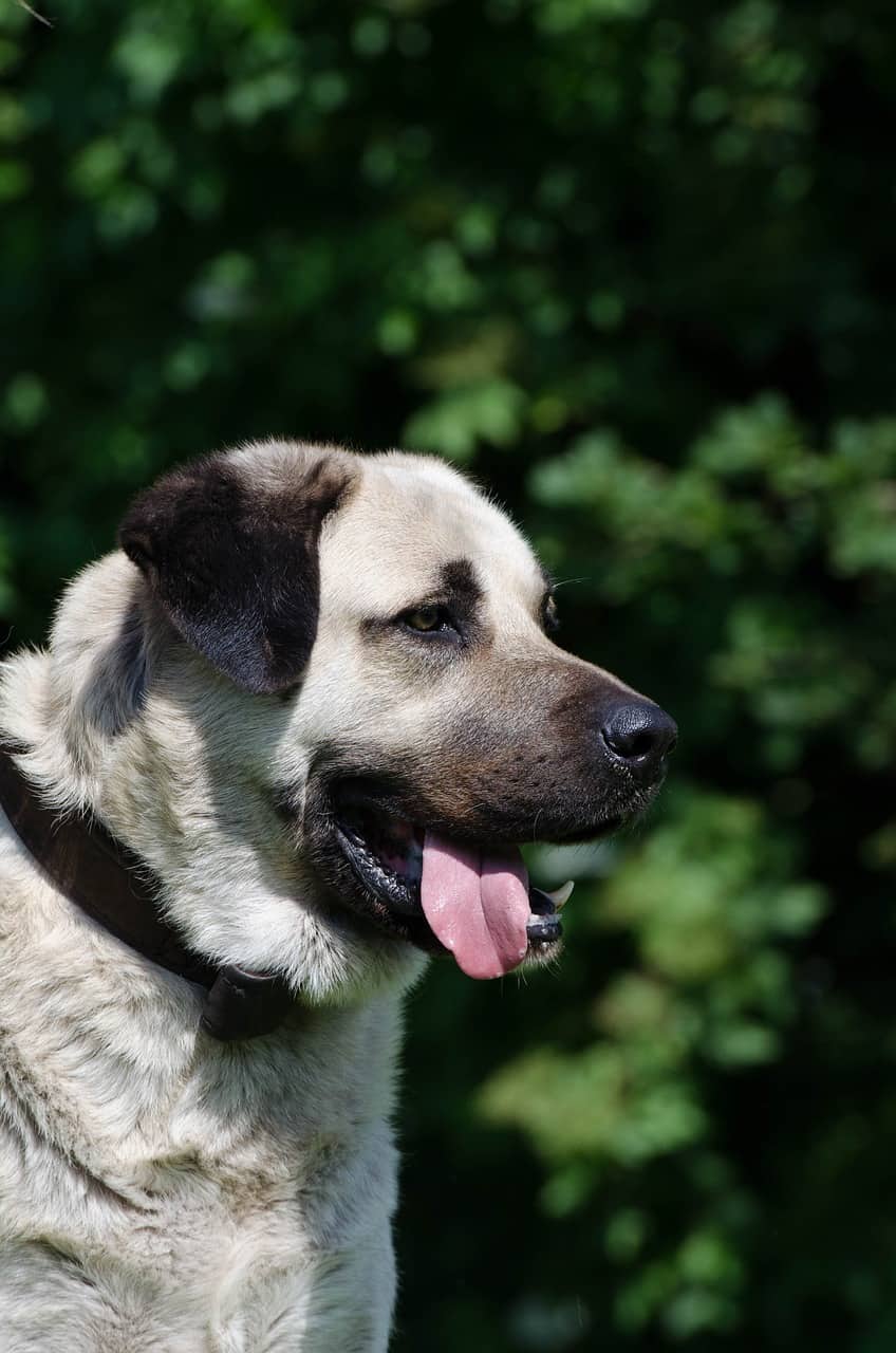 The Kangal Shepherd - Your Ultimate Breed Information Guide | Your Dog ...