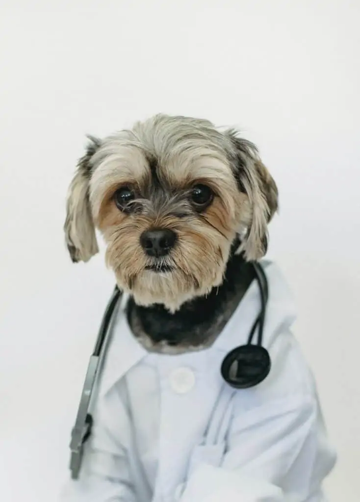 Pic 8 a Morkie in dr clothes