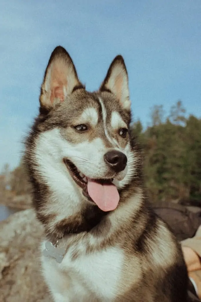 Pic 8 a brown and white Alaskan Husky in the sun