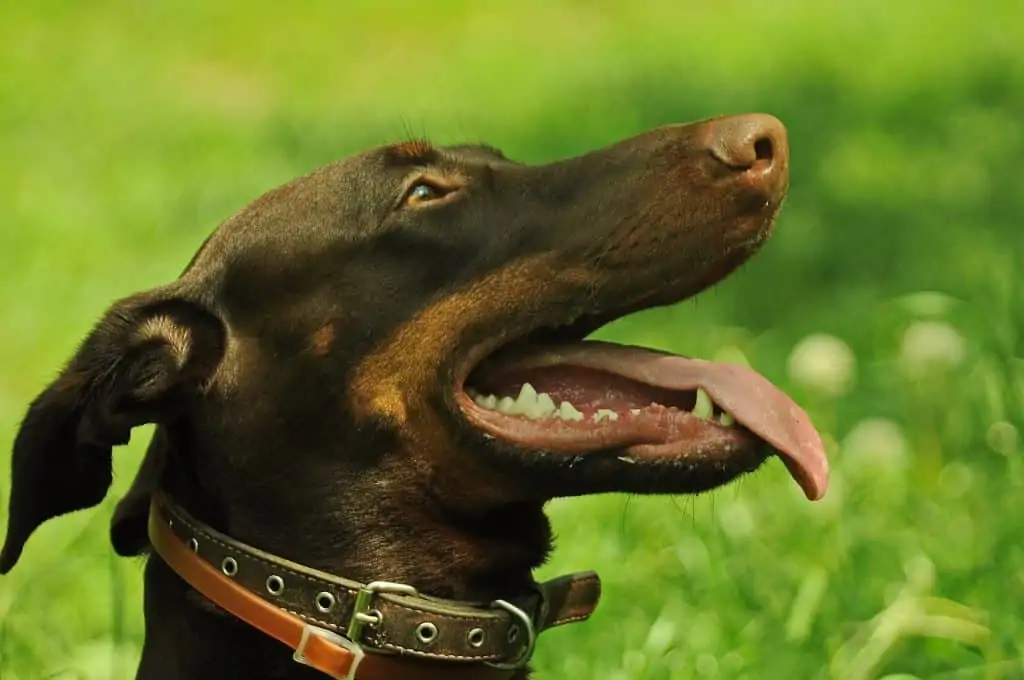 8 a happy brown canis panther dog