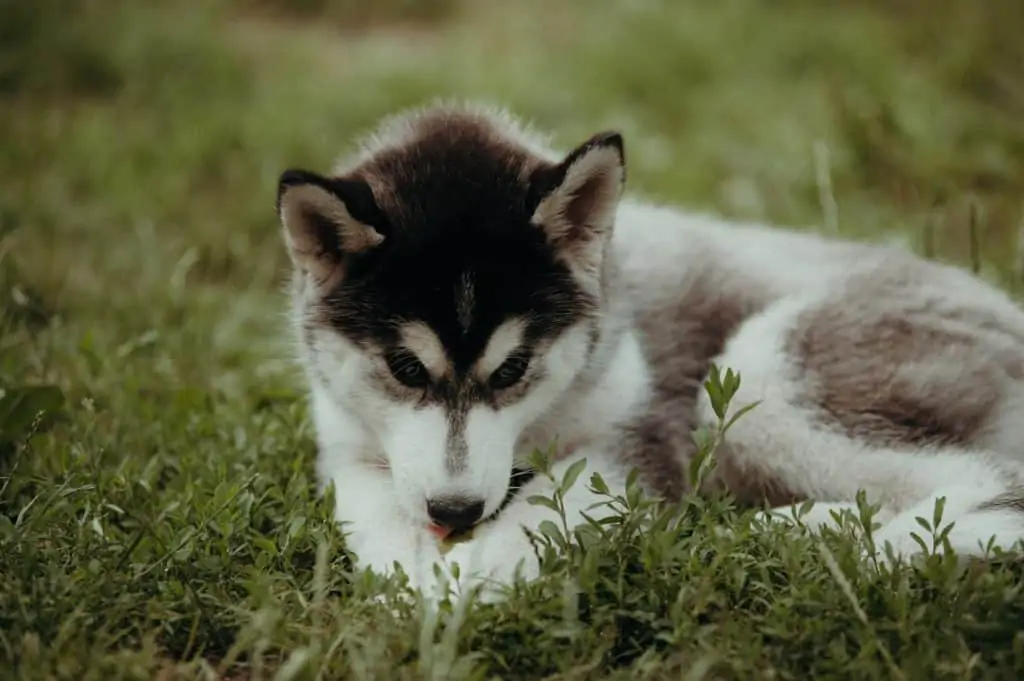 Pic 8 a mini husky in the grass