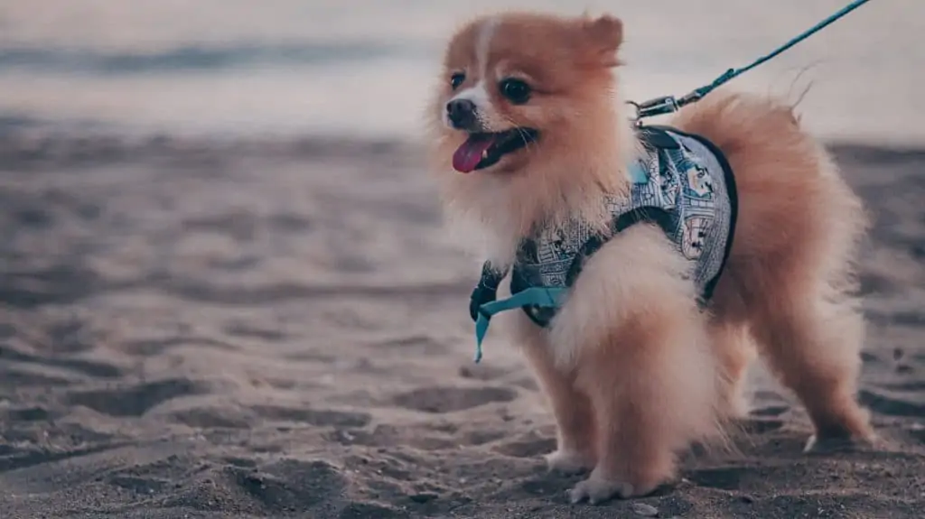 Pic 8 a teacup pomeranian on a leash