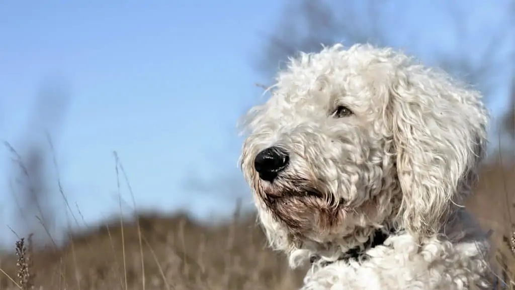 Pic 8 an english Goldendoodle