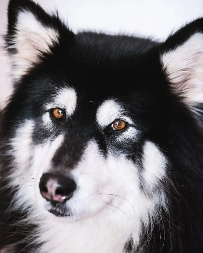 Pic 9 a black and white alaskan husky