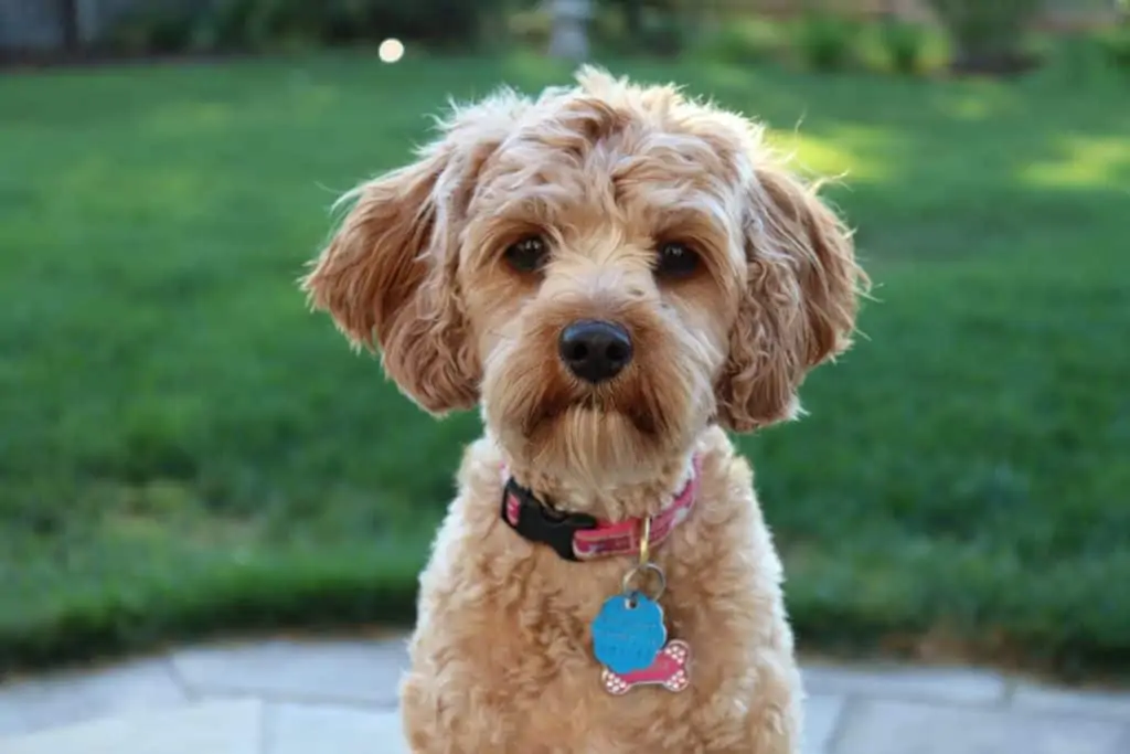 Pic 9 a mini goldendoodle with a blue dog tag