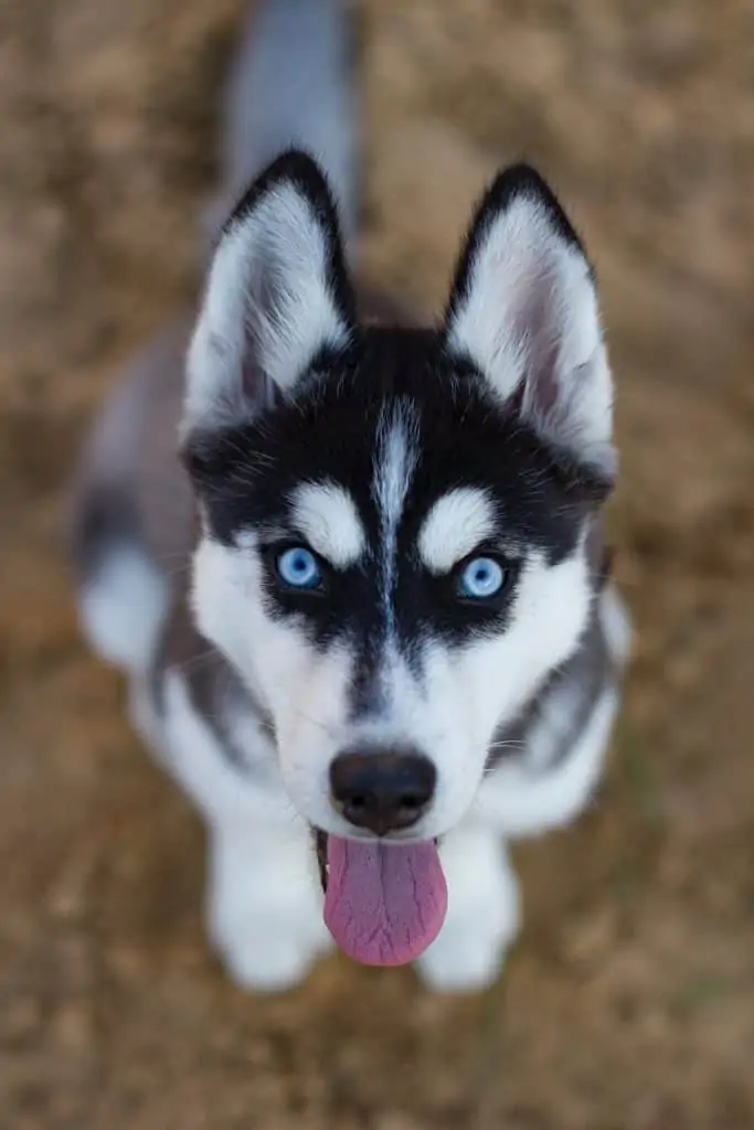 Pic 9 a mini husky with blue eyes