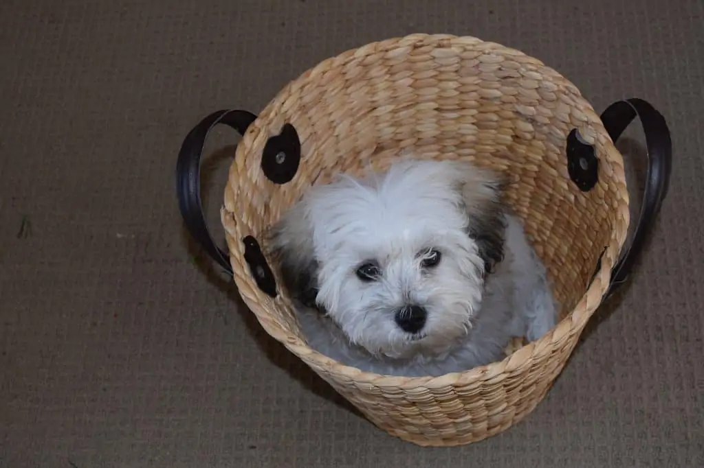 Pic 9 a morkie in a basket