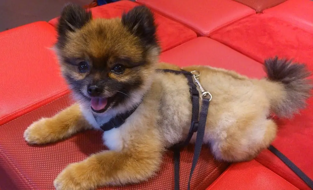 Pic 9 a teacup Pomeranian with a teddy bear haircut