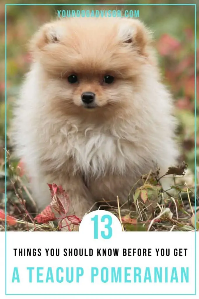 Teacup Pomeranian 1