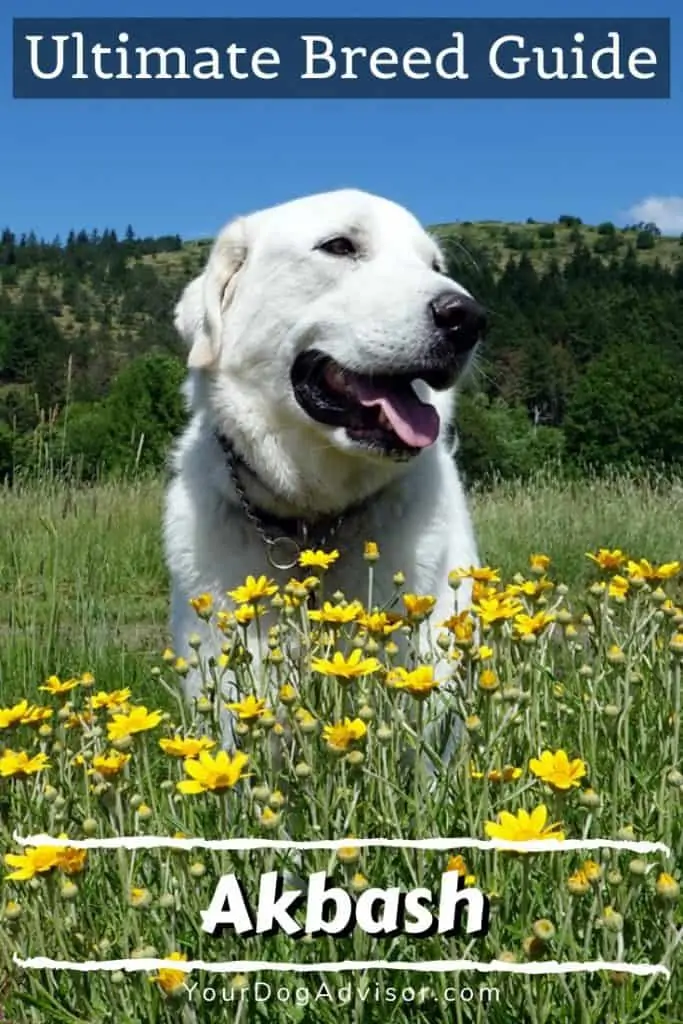 akbash in flowers