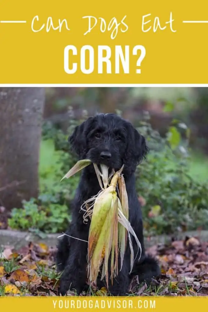 can dogs eat corn 1