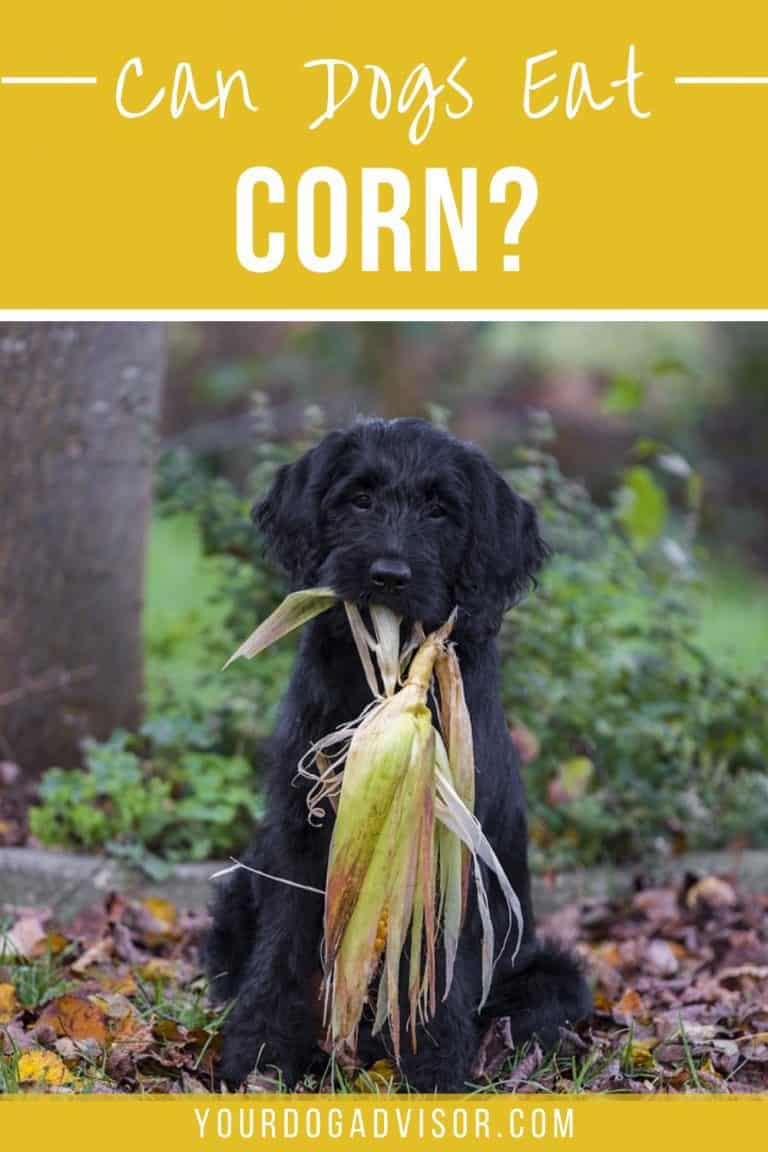 Can Dogs Eat Corn? The Truth About this Common Ingredient Your Dog