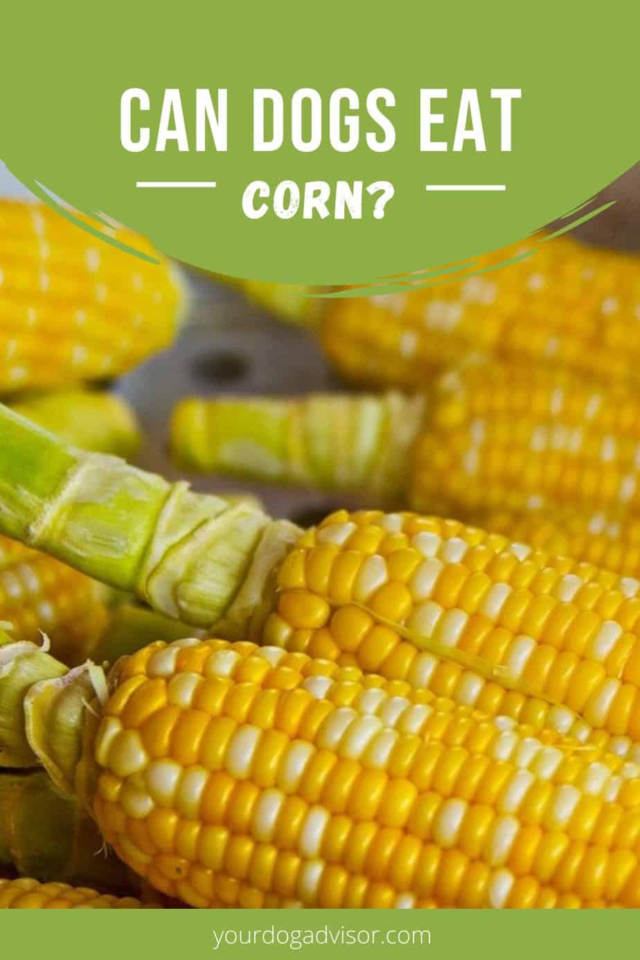 Can Dogs Eat Corn? The Truth About this Common Ingredient Your Dog