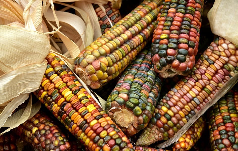 pic 1 colorful maize