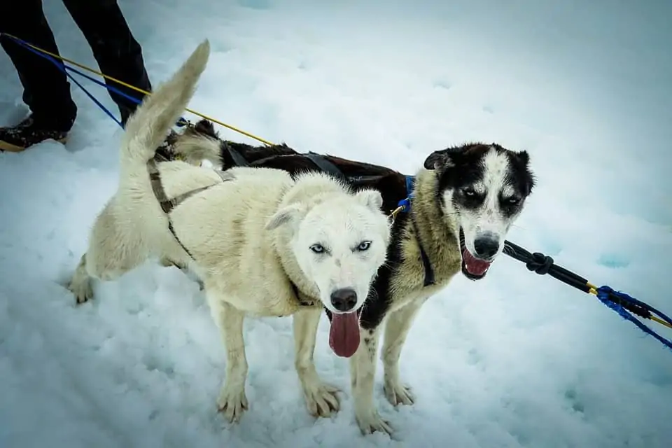 pic 1 huskies in harness