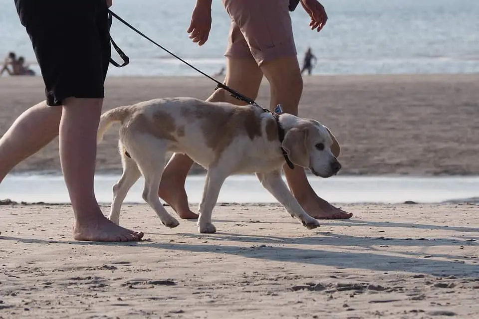 pic 2 beagle pulling