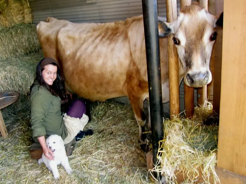 pic 5 Akbash puppy with cow