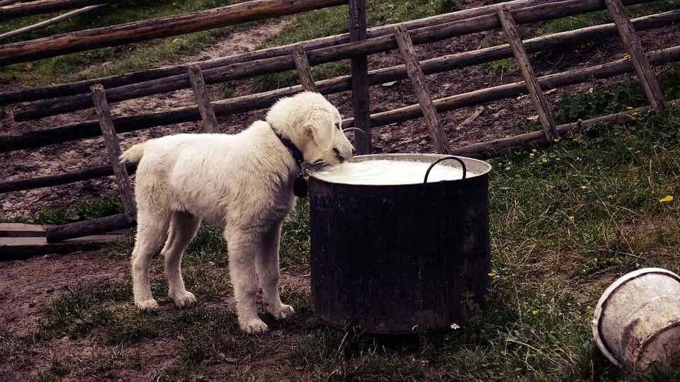 pic 6 puppy drinking milk