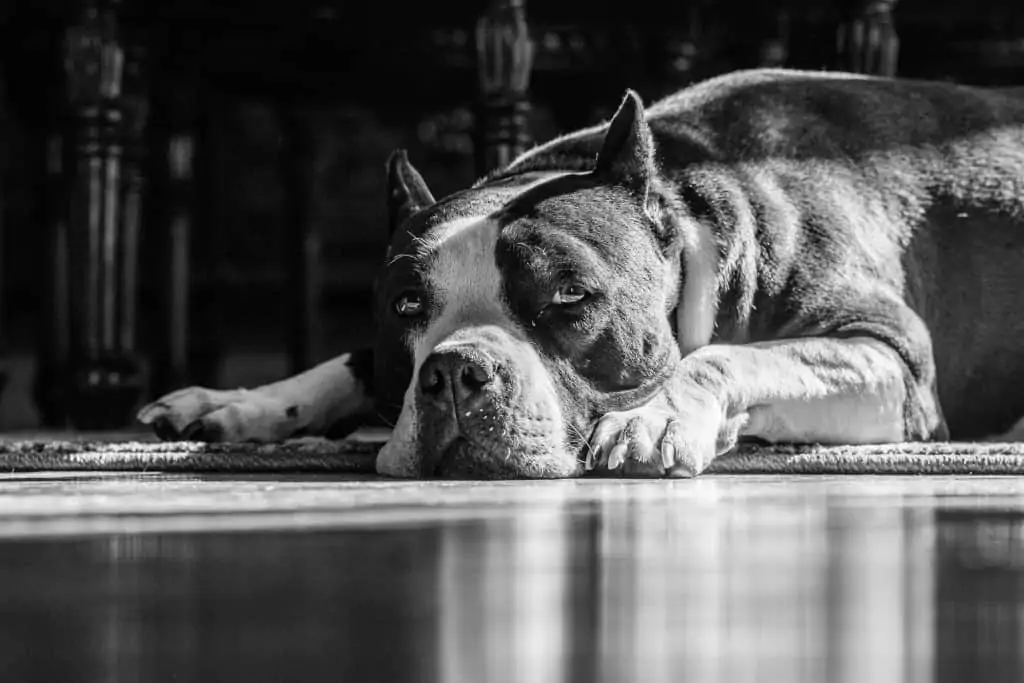 1 a black and white american bully