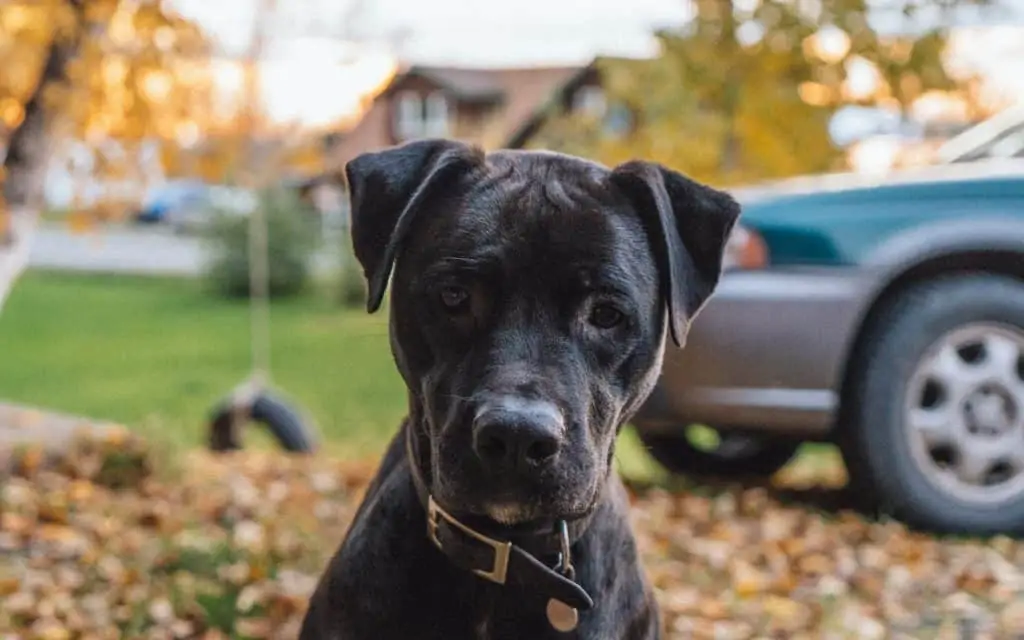 1 a black labrabull