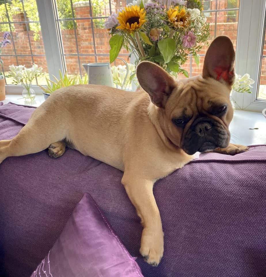 1 a frenchie on a purple couch
