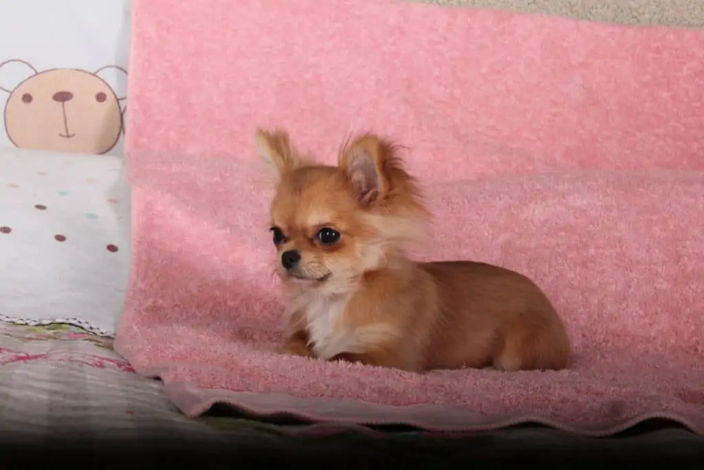 10 a chihuahua on a pink towel