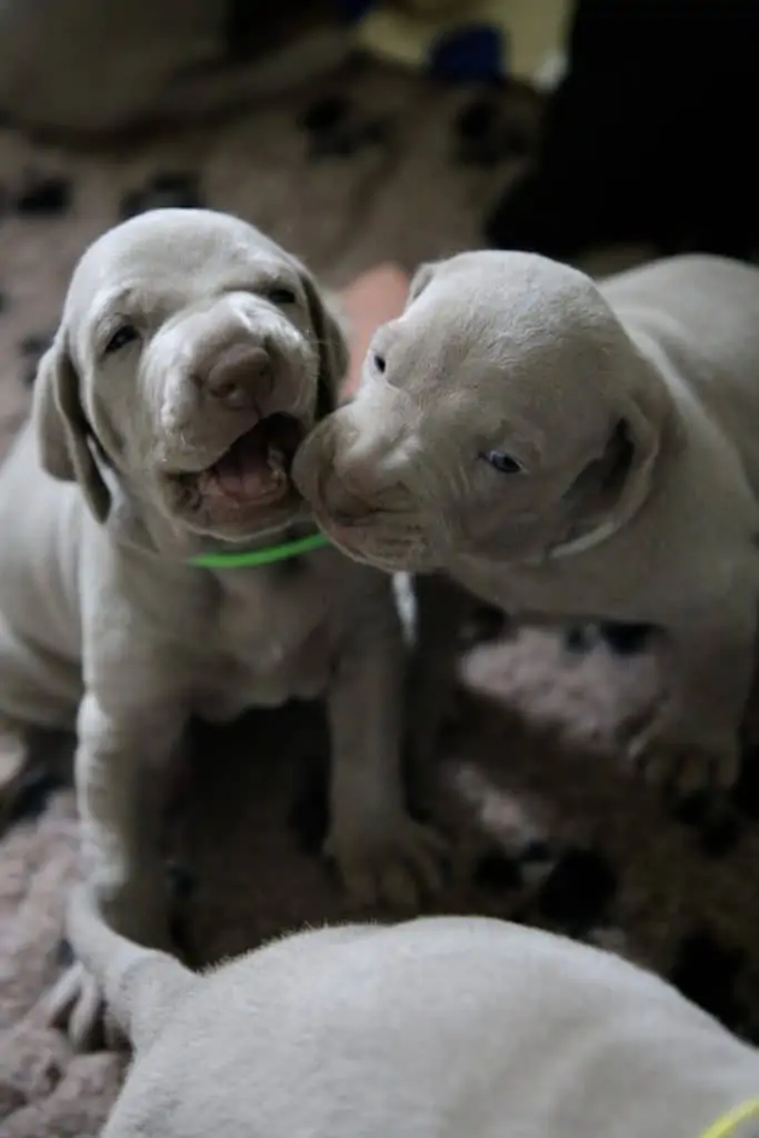 10 pitbull puppies