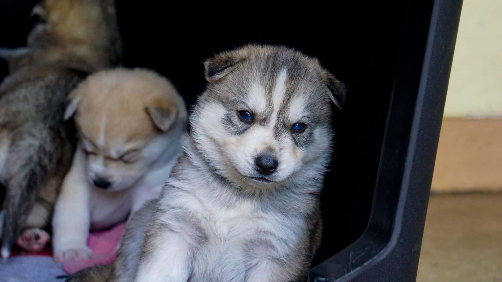 Native American Indian Dog Breed Information 10 Things to Know Your Dog Advisor